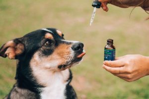 Dog CBD Oil