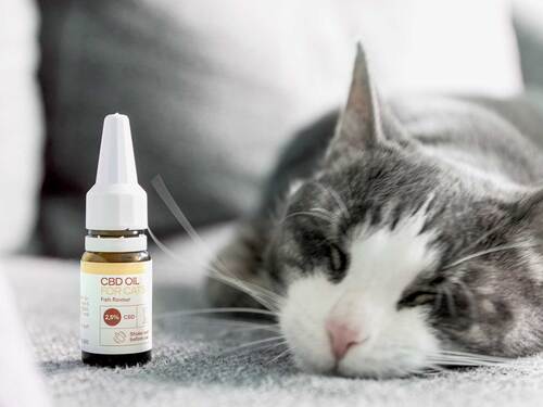 Which website has the best pet oil in Canada?