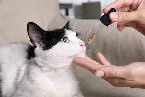 CBD treats for cats