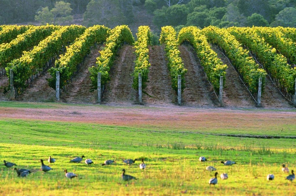 with Swan Valley Wine Tours