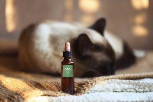 Which website has the best pet oil in Canada?